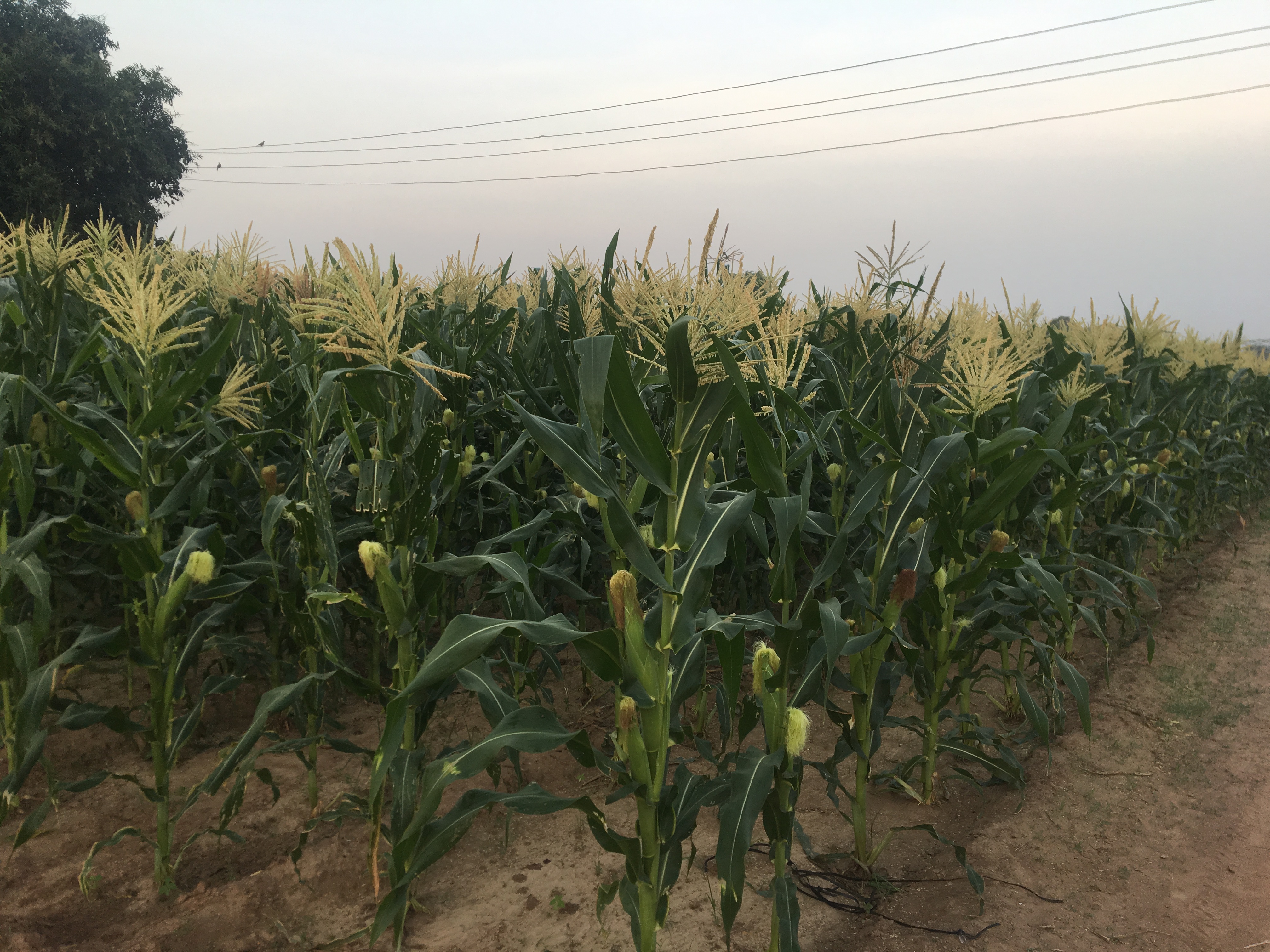 Kampala Riverside Plots