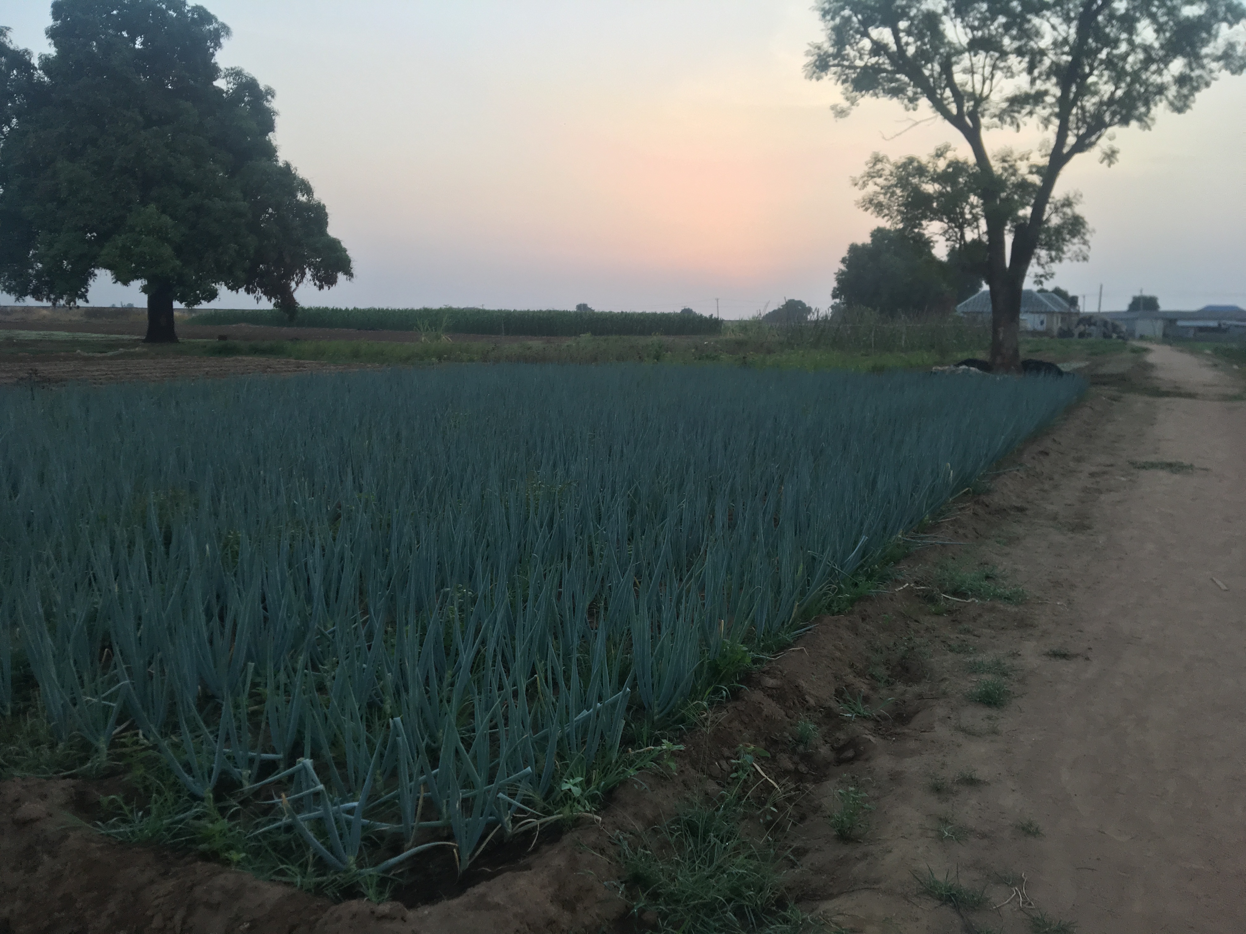Arusha Mountain Farmers